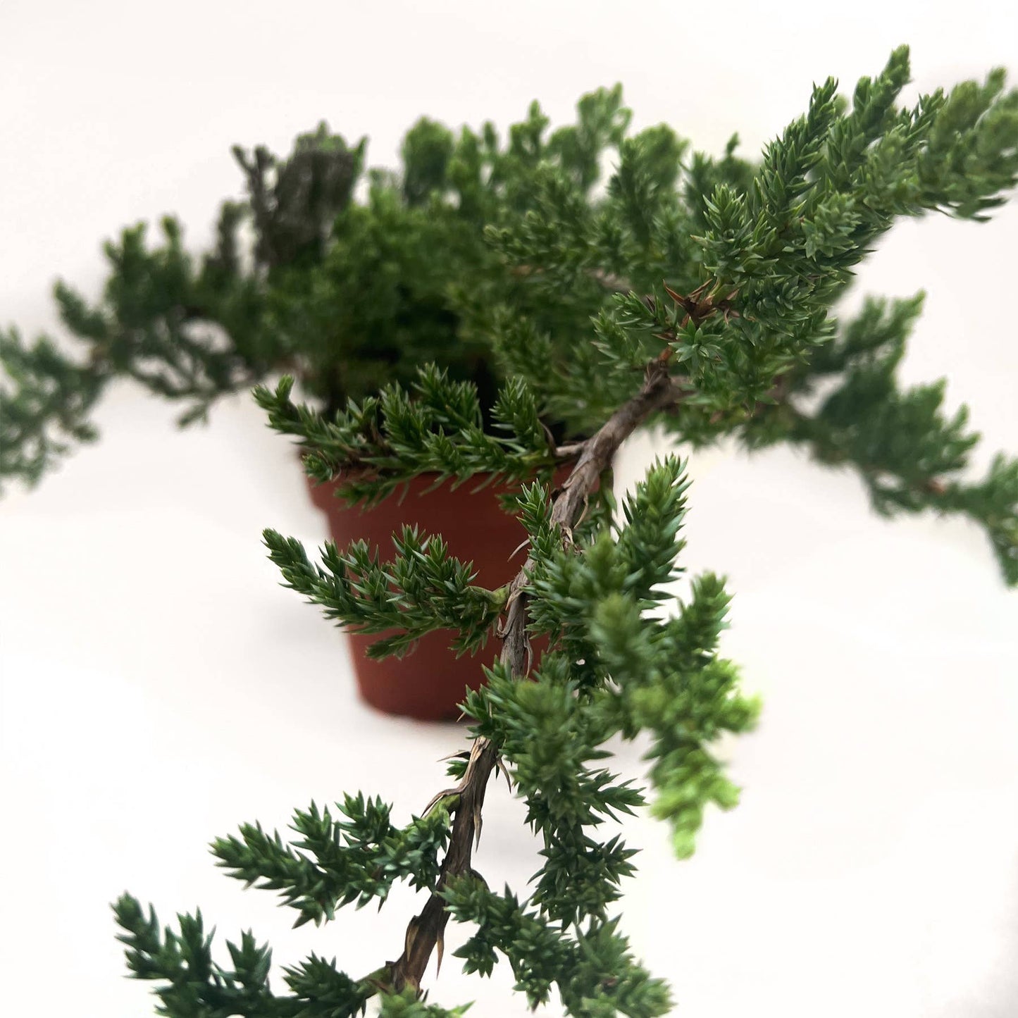 Bonsai Juniper - 4" Pot