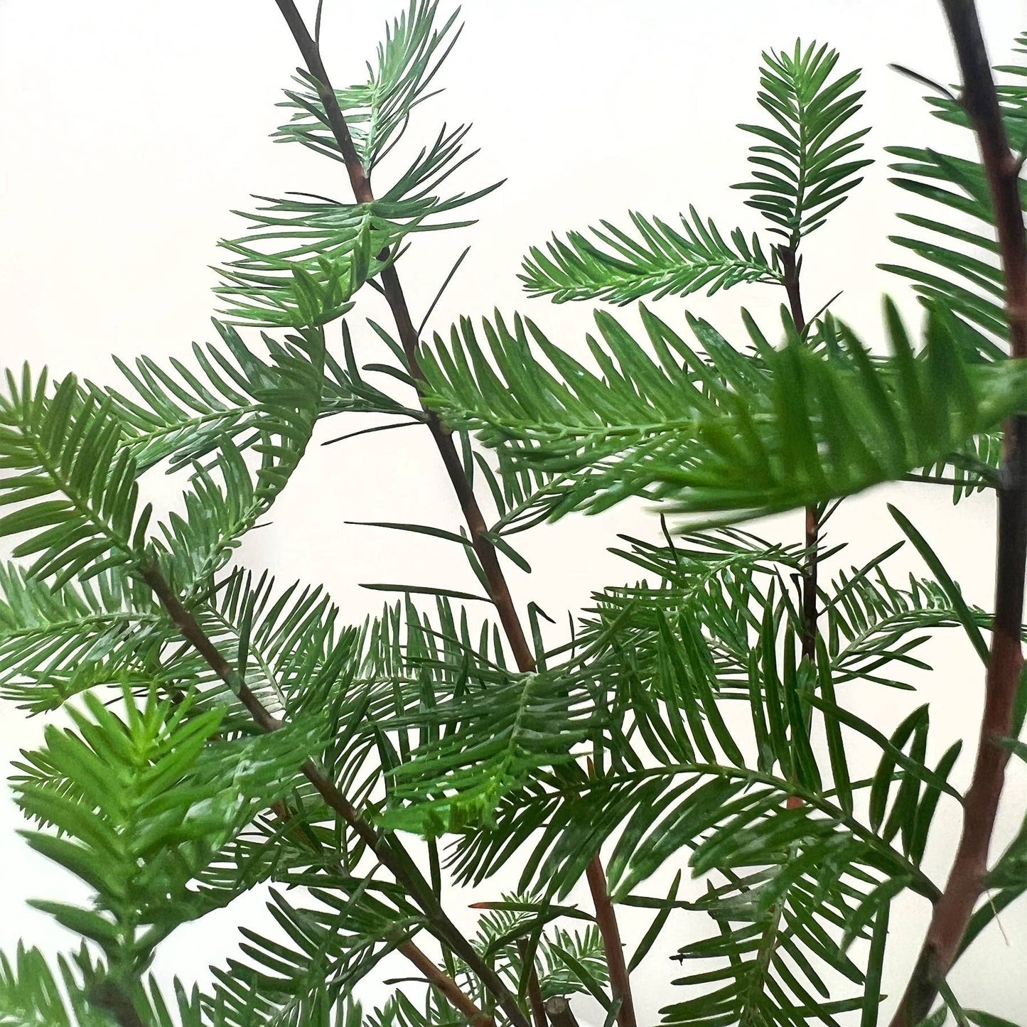 Bonsai Bald Cypress - 4" Pot