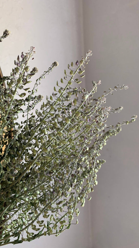 Dried Peppergrass Cress Wildflower- Boho Decor