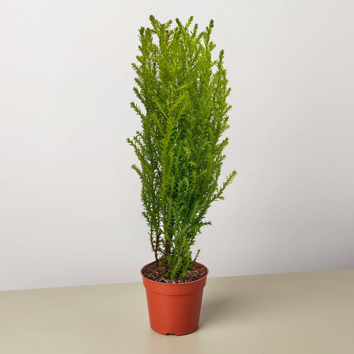 Cypress Lemon - 3" Pot